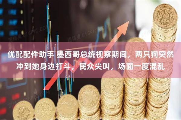 优配配件助手 墨西哥总统视察期间，两只狗突然冲到她身边打斗，民众尖叫，场面一度混乱
